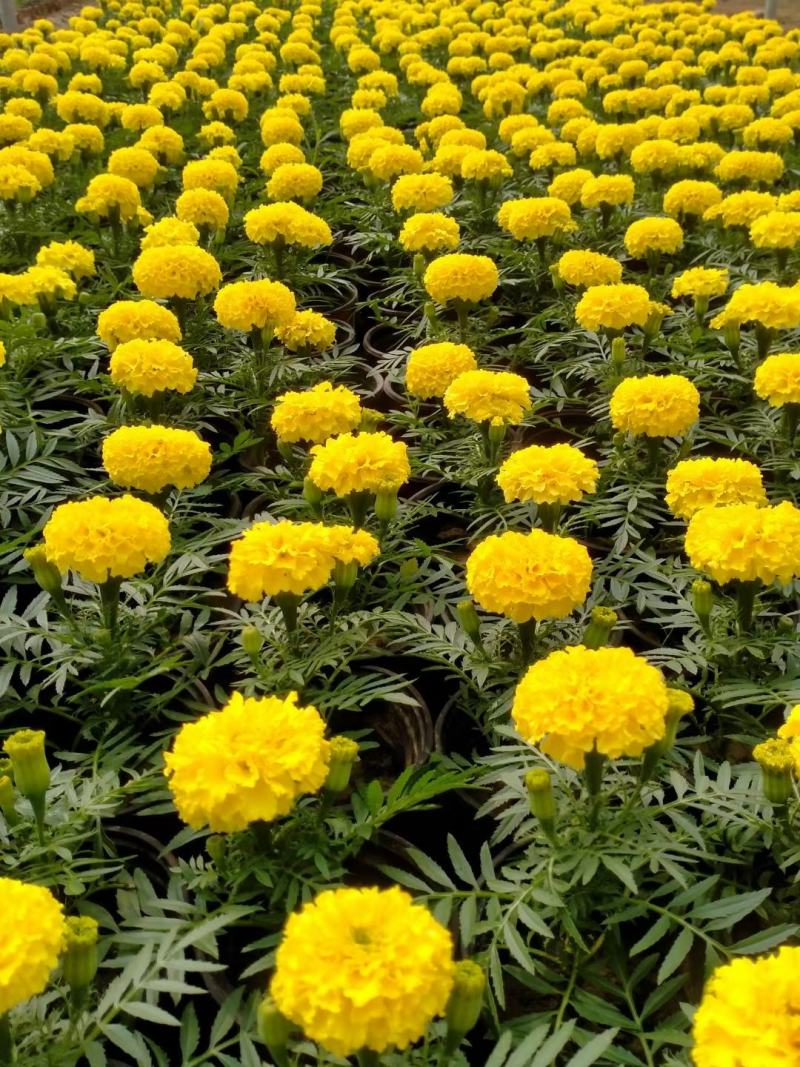 开黄色花万寿菊黄花万寿菊万寿菊生产基地万寿菊基地