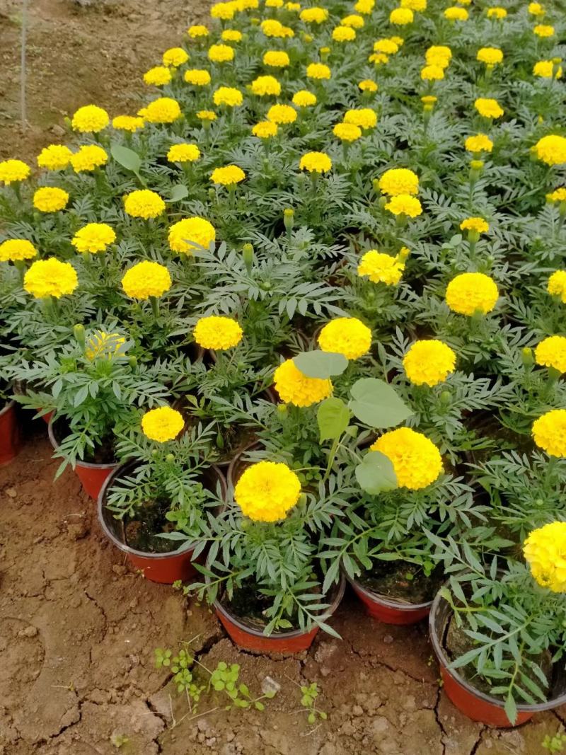 开黄色花万寿菊黄花万寿菊万寿菊生产基地万寿菊基地