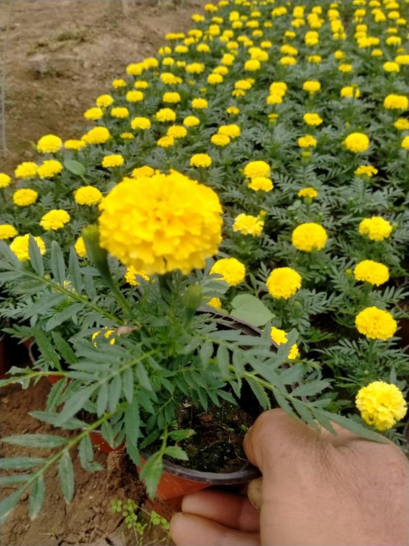 开黄色花万寿菊黄花万寿菊万寿菊生产基地万寿菊基地