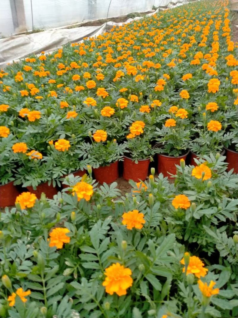 开黄色花万寿菊黄花万寿菊万寿菊生产基地万寿菊基地