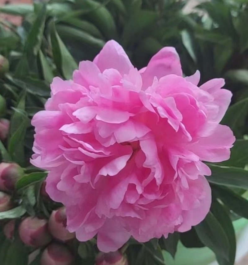 芍药切老，单瓣，重瓣