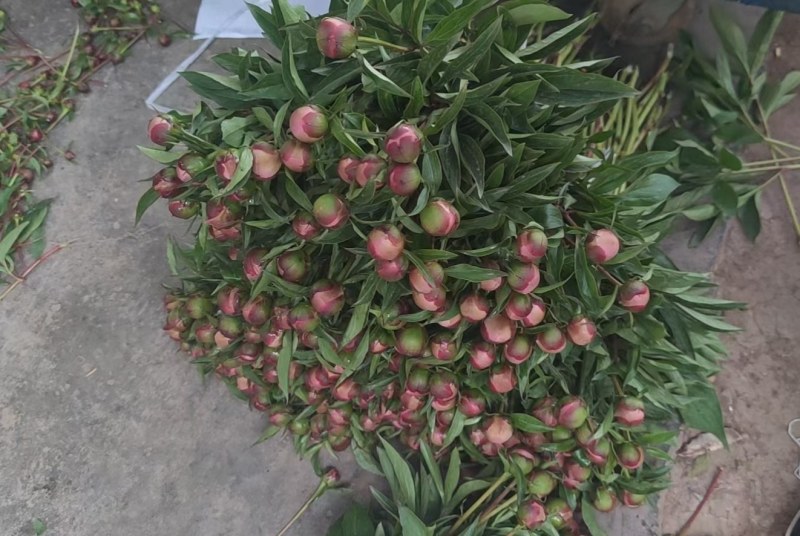 芍药切老，单瓣，重瓣