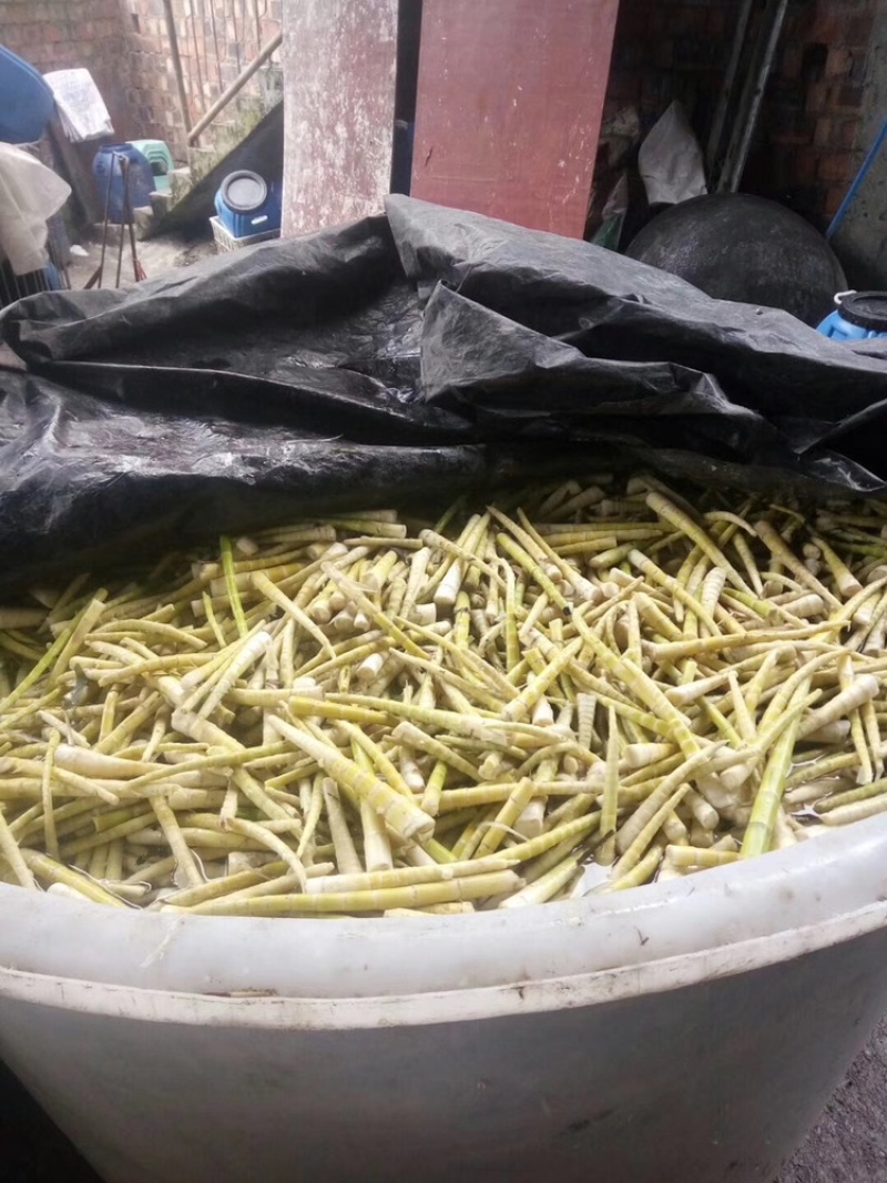 罗汉竹笋大量上市随时联系