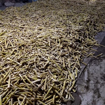 罗汉竹笋大量上市随时联系