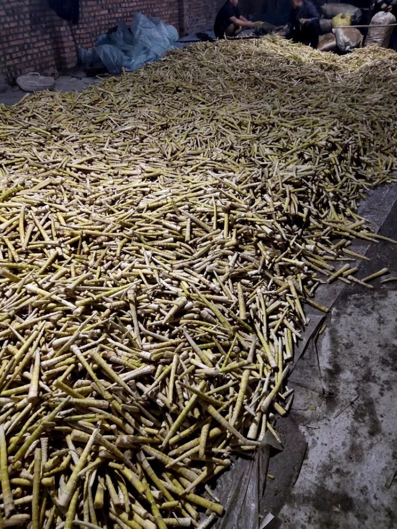 罗汉竹笋大量上市随时联系