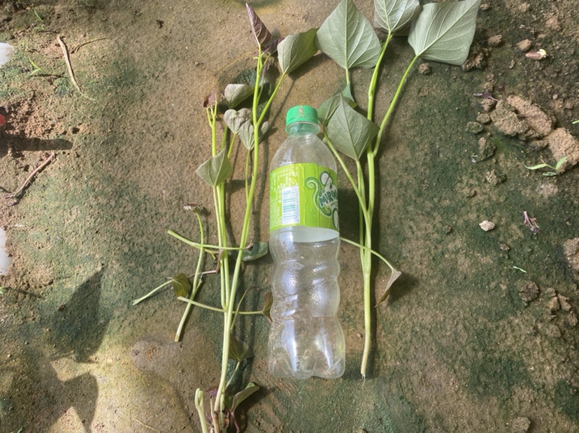 发芽烟薯与完好烟薯对比展示