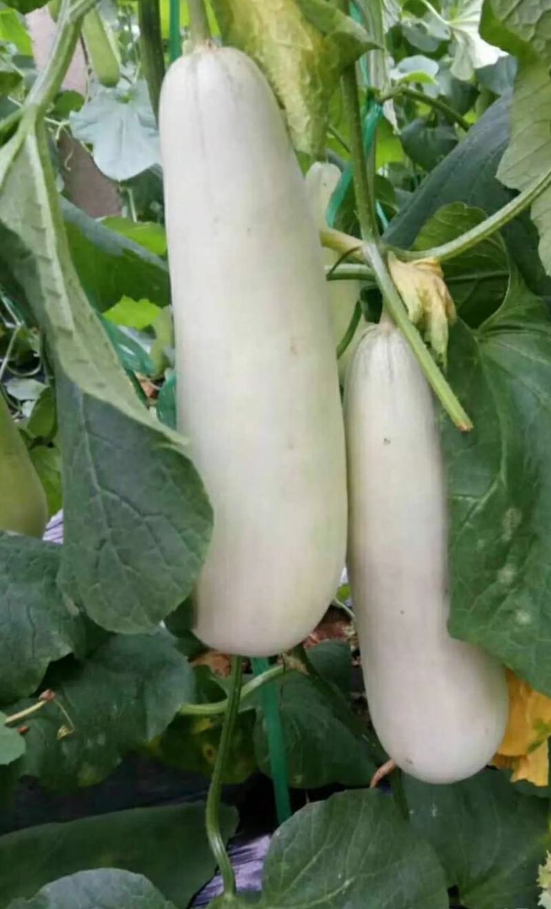 羊角蜜瓜山东羊角蜜，现摘现发口感脆甜量大从优
