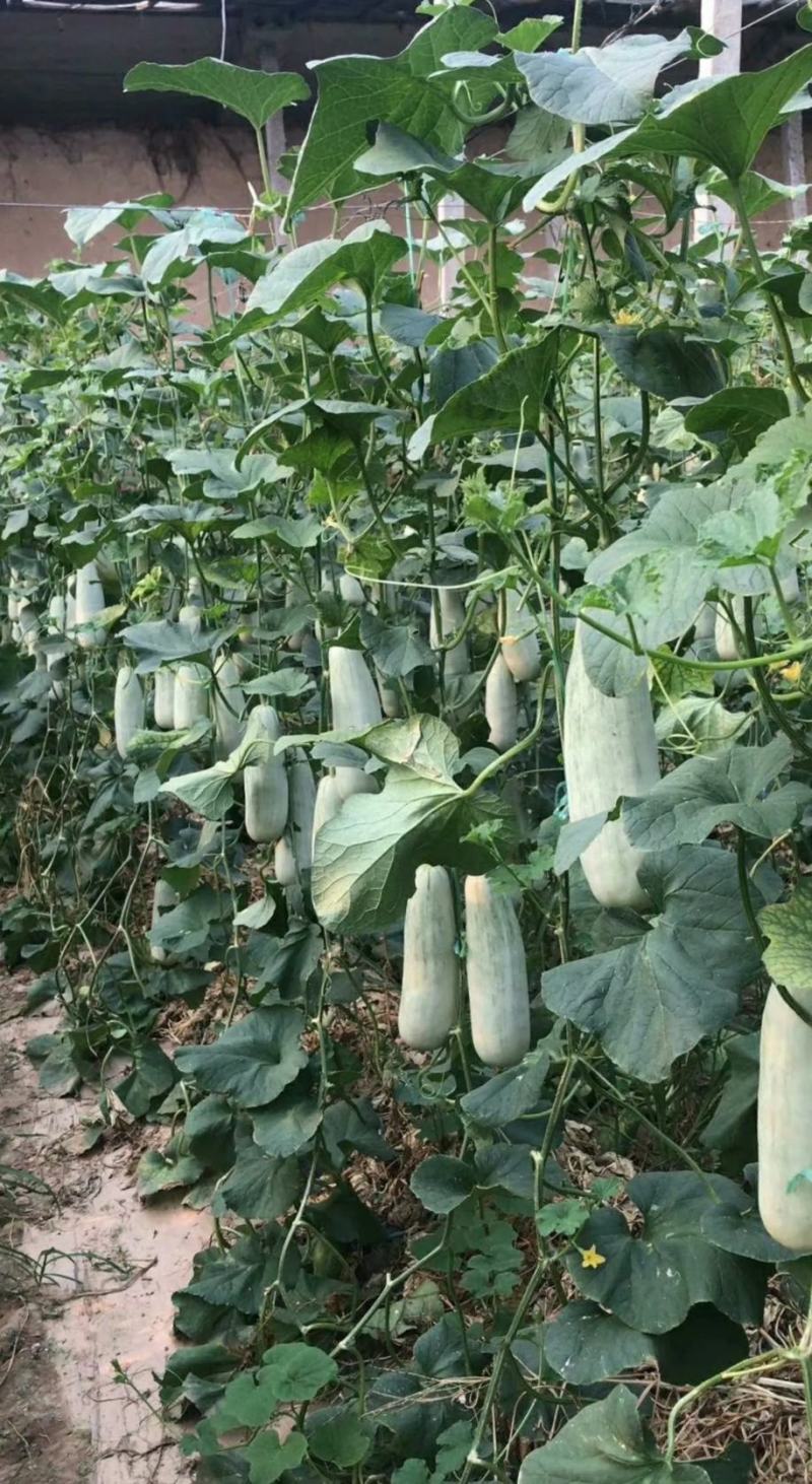 羊角蜜瓜山东羊角蜜，现摘现发口感脆甜量大从优