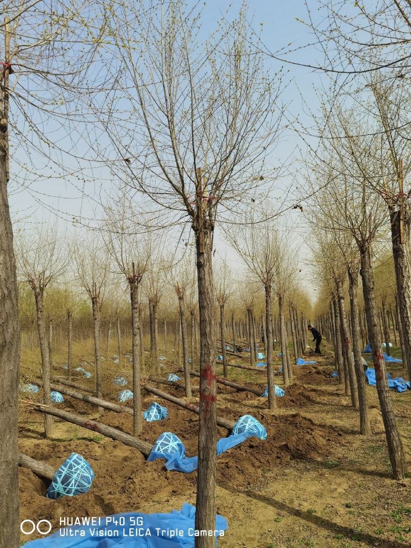 自己苗圃10公分金叶榆5000棵白菜价处理，先到先得，
