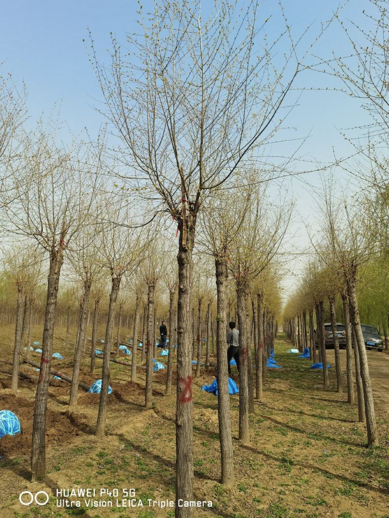 自己苗圃10公分金叶榆5000棵白菜价处理，先到先得，