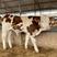 牛犊西门塔尔牛犊三到六个月的牛犊牛苗西门塔尔牛