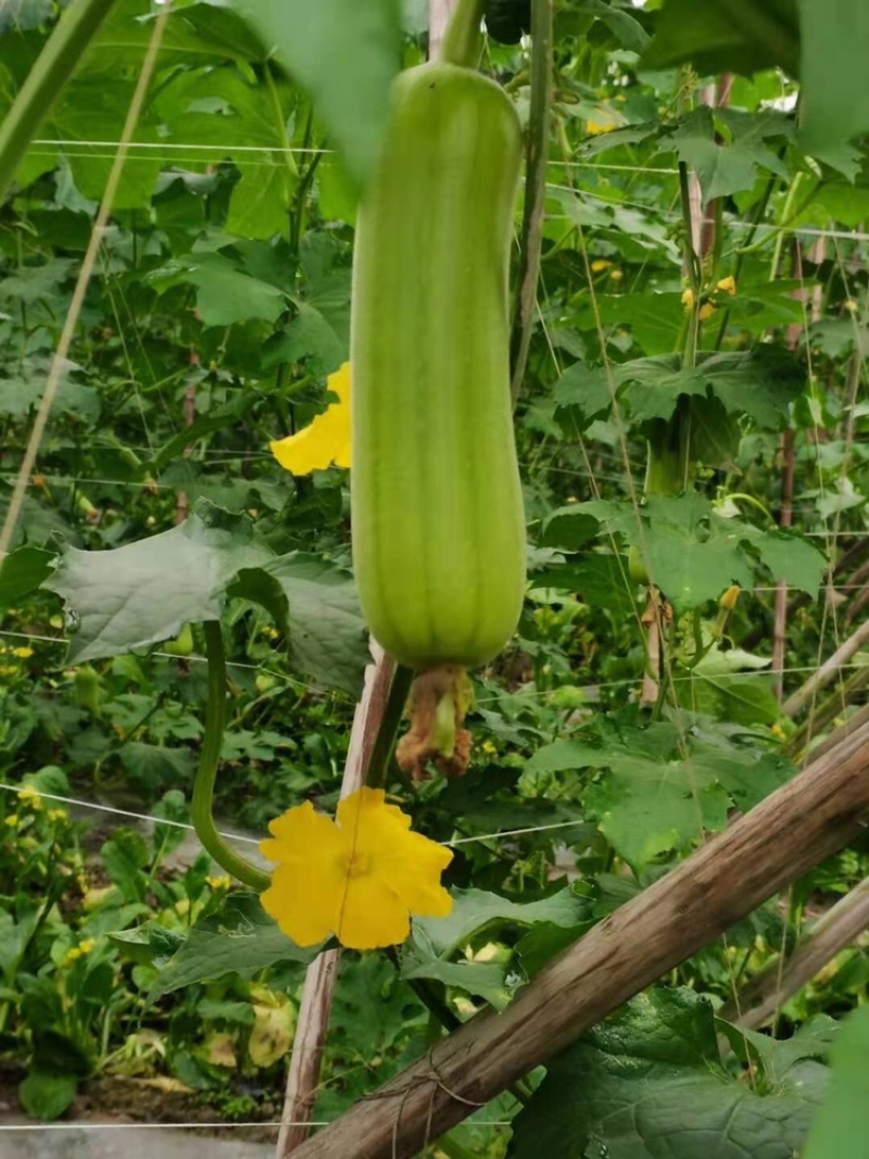 白玉水瓜，菱角丝瓜，大量上市质量