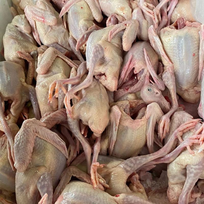 鲜活乳鸽大量批发净重约6两每只现捉现杀发出