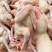 鲜活乳鸽大量批发净重约6两每只现捉现杀发出
