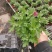 多色荷兰菊自家基地一手货源产地直销