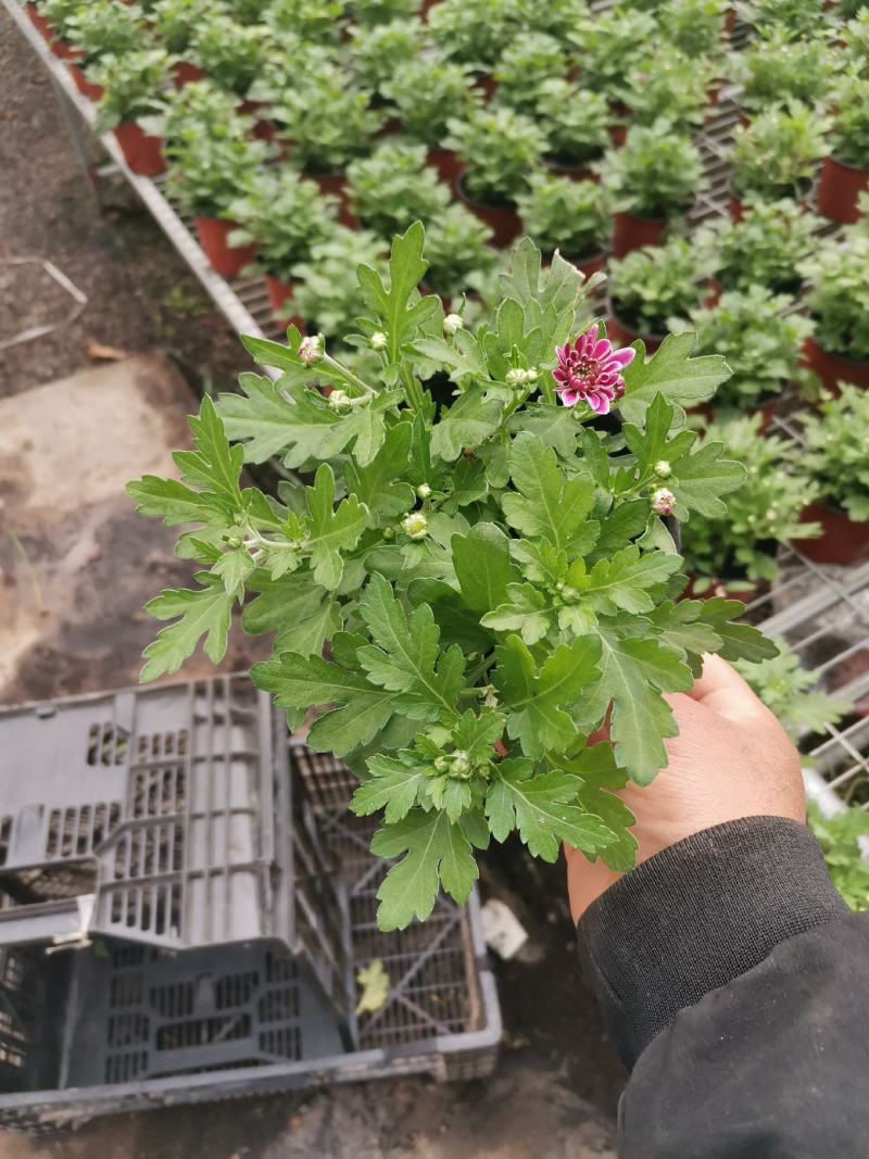 多色荷兰菊自家基地一手货源产地直销
