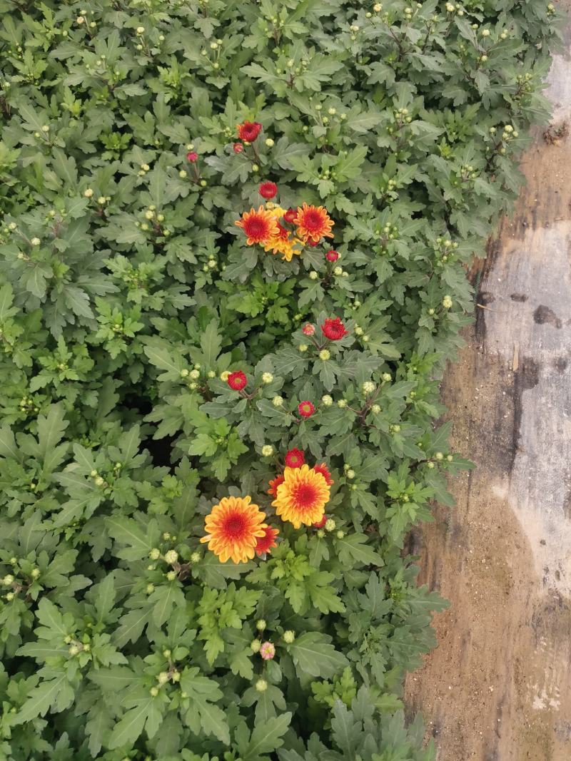 多色荷兰菊自家基地一手货源产地直销