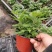 多色荷兰菊自家基地一手货源产地直销