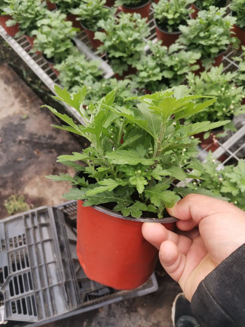 多色荷兰菊自家基地一手货源产地直销