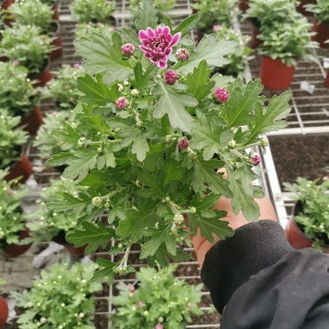 多色荷兰菊自家基地一手货源产地直销