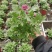 多色荷兰菊自家基地一手货源产地直销