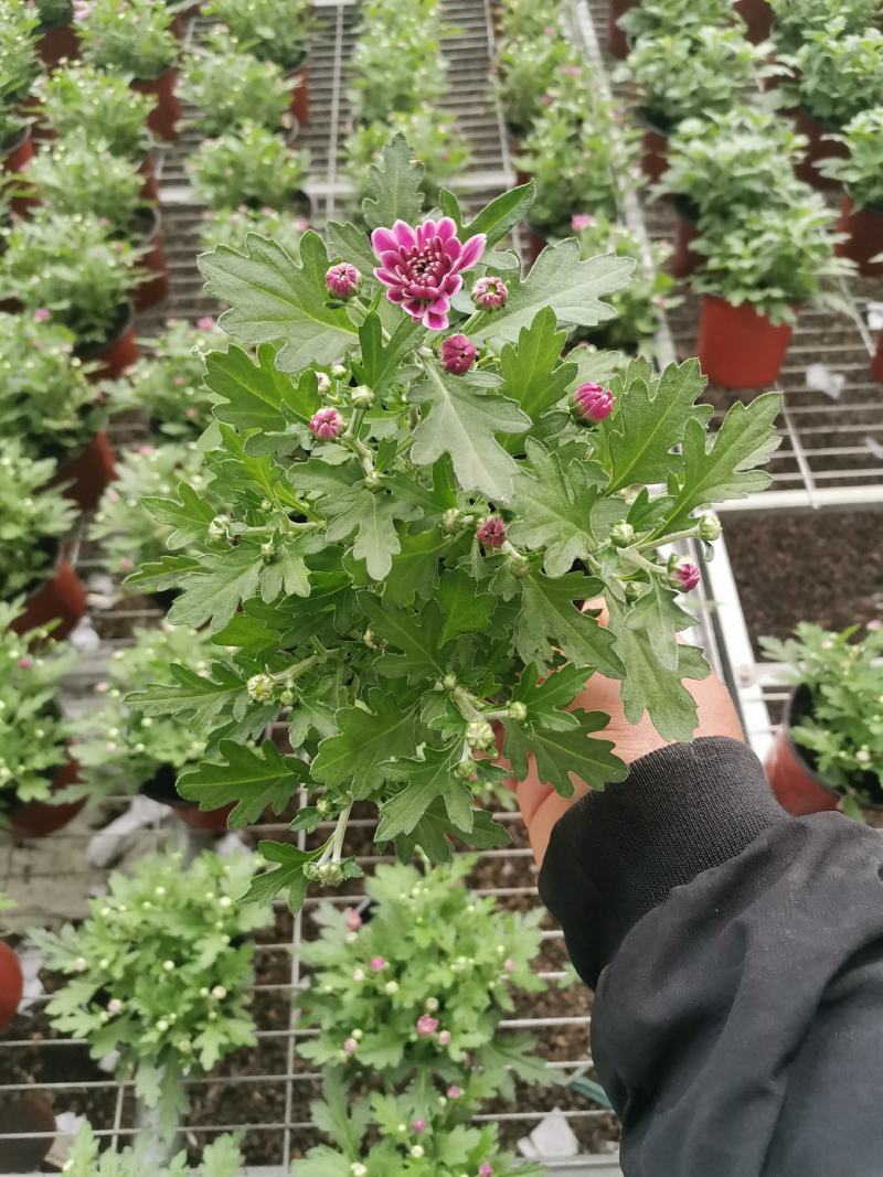 多色荷兰菊自家基地一手货源产地直销