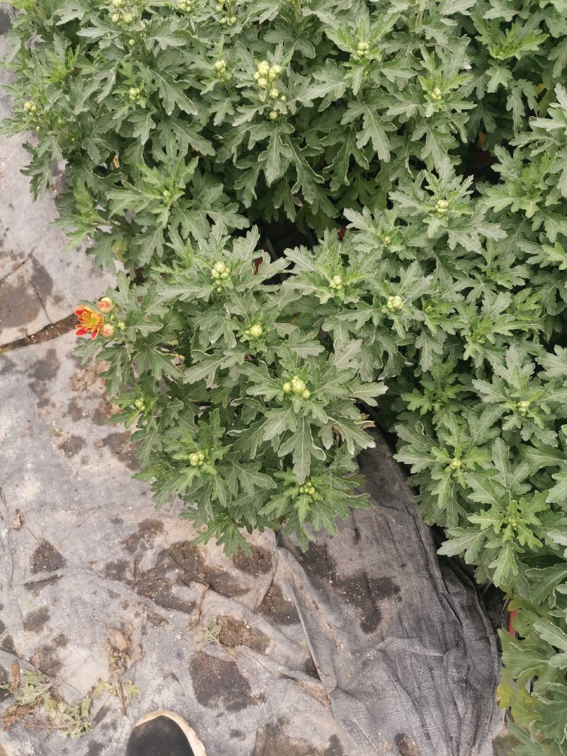 多色荷兰菊自家基地一手货源产地直销