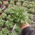 多色荷兰菊自家基地一手货源产地直销
