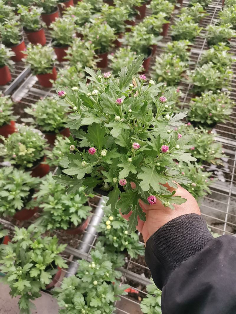 多色荷兰菊自家基地一手货源产地直销