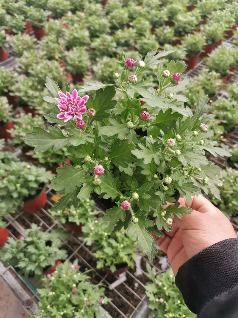 多色荷兰菊自家基地一手货源产地直销