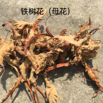 中药材铁树雌花，结果的母体花