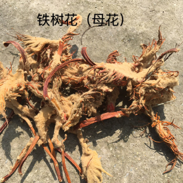 中药材铁树雌花，结果的母体花