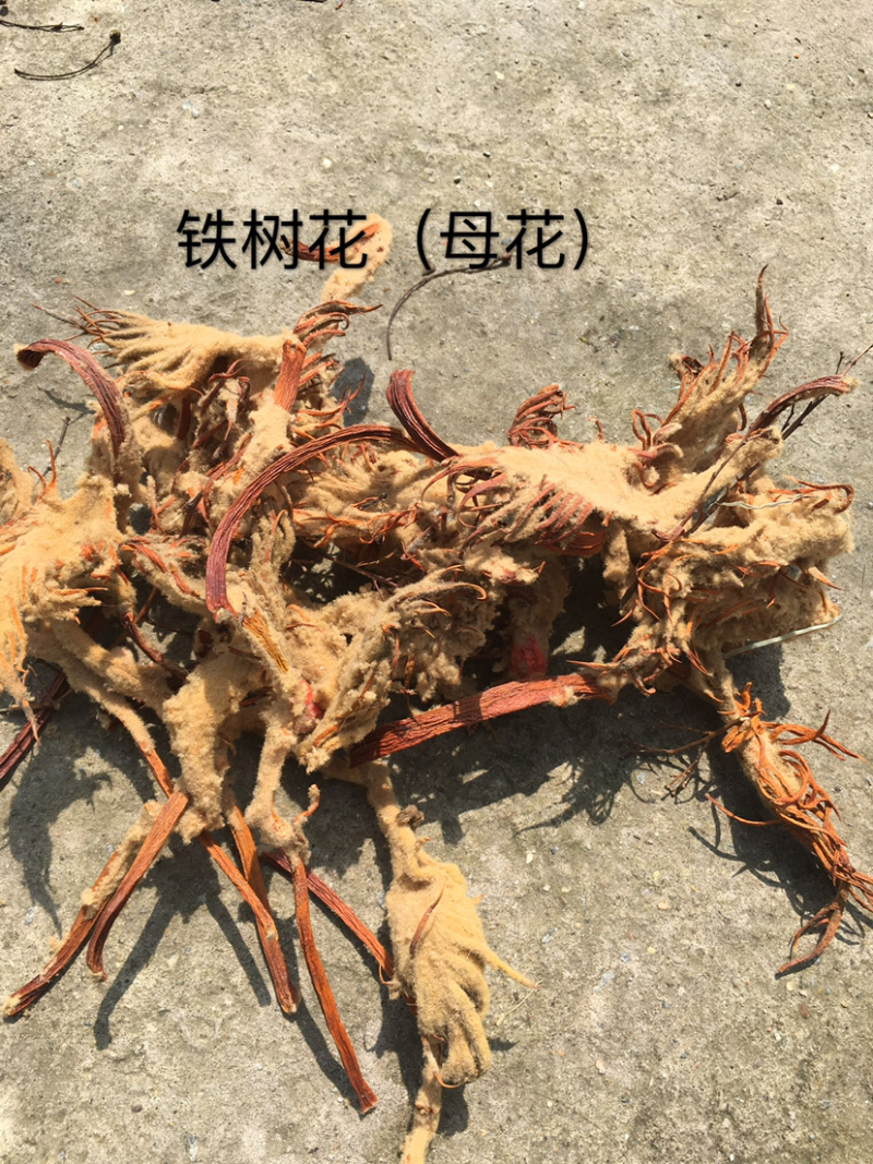 中药材铁树雌花，结果的母体花