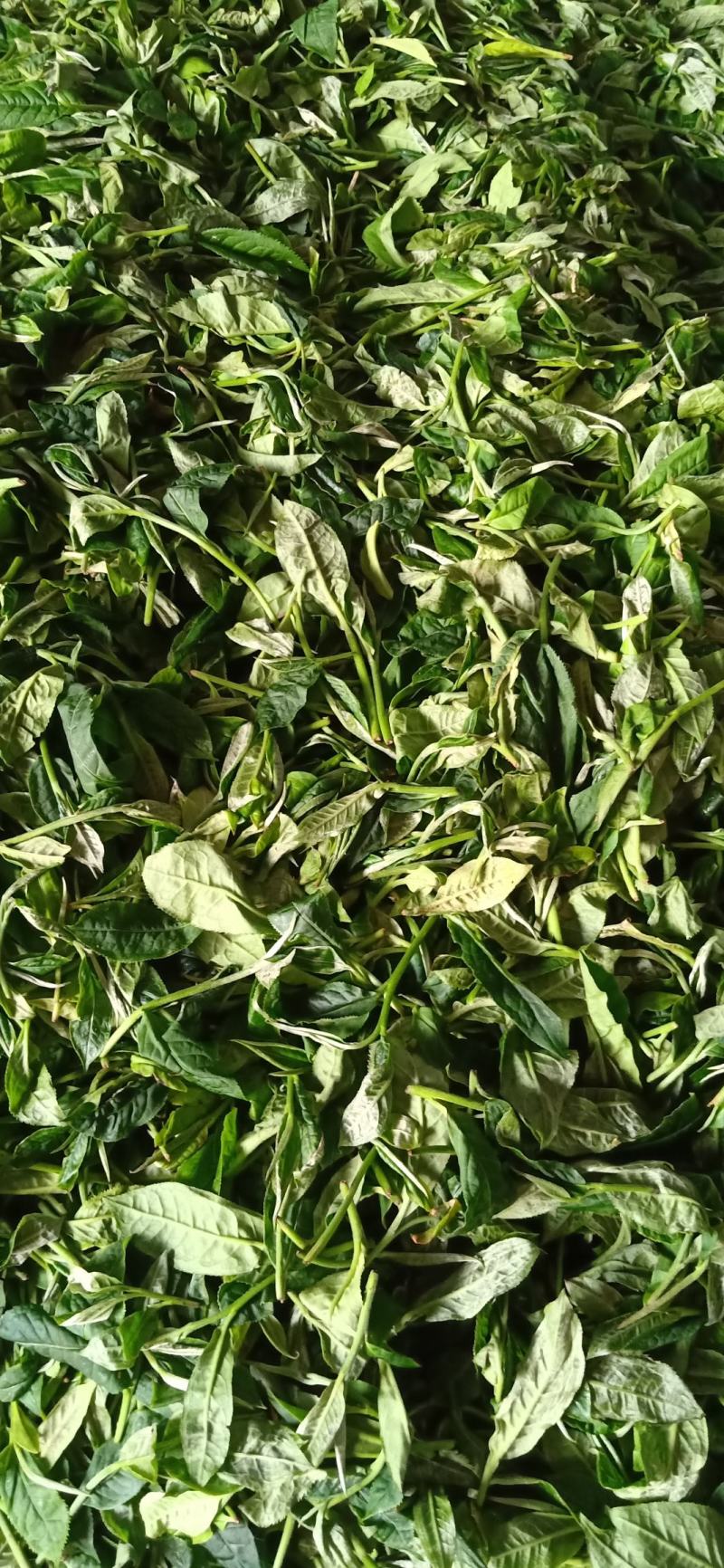 广西西林黄山毛峰茶厂家直销两百度高温加工的干茶可长期保存
