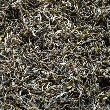 广西西林黄山毛峰茶厂家直销两百度高温加工的干茶可长期保存