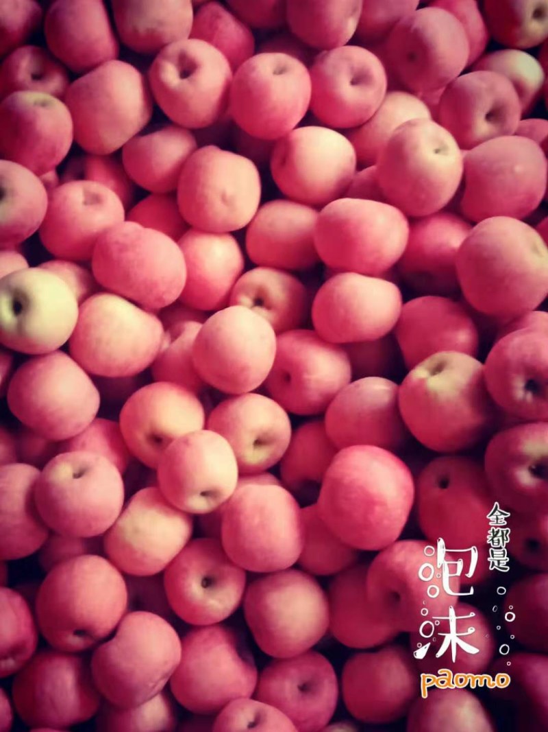 冷库山东山西陕西纸袋膜袋萍果大量有货