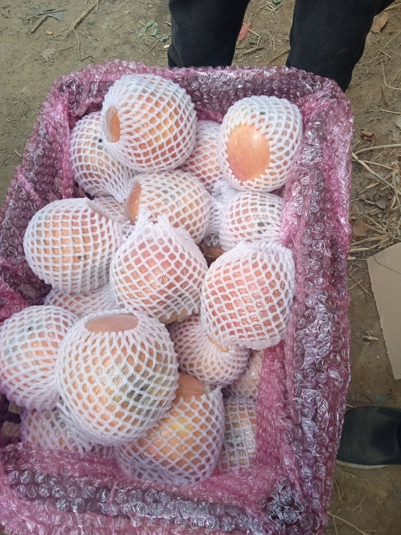 冷库山东山西陕西纸袋膜袋萍果大量有货