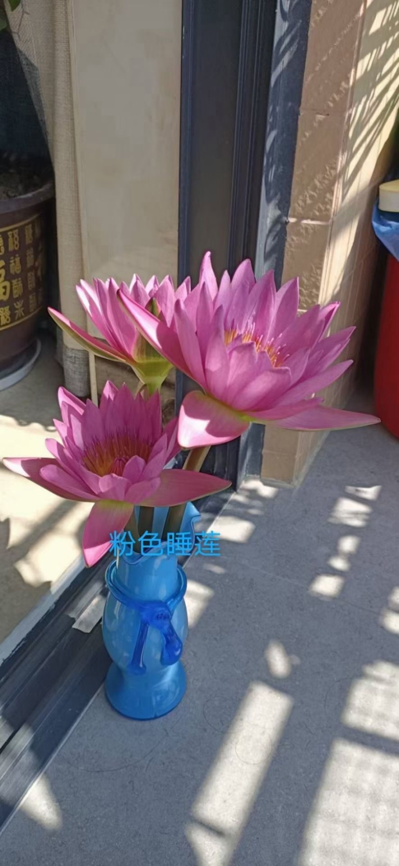 广州基地睡莲鲜切花一手货源全国配送