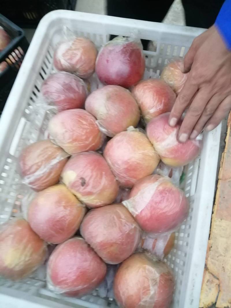 徐州丰县大沙河百果园水果基地