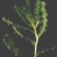 龙虾养殖必备水草草籽冬季撒播各种款式水生植物