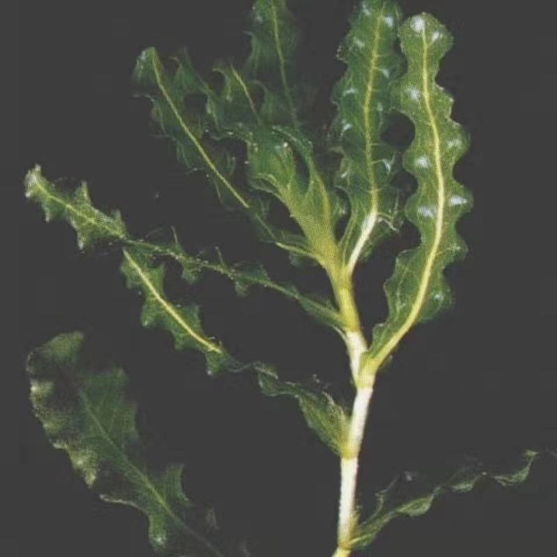 龙虾养殖必备水草草籽冬季撒播各种款式水生植物