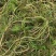龙虾养殖必备水草草籽冬季撒播各种款式水生植物