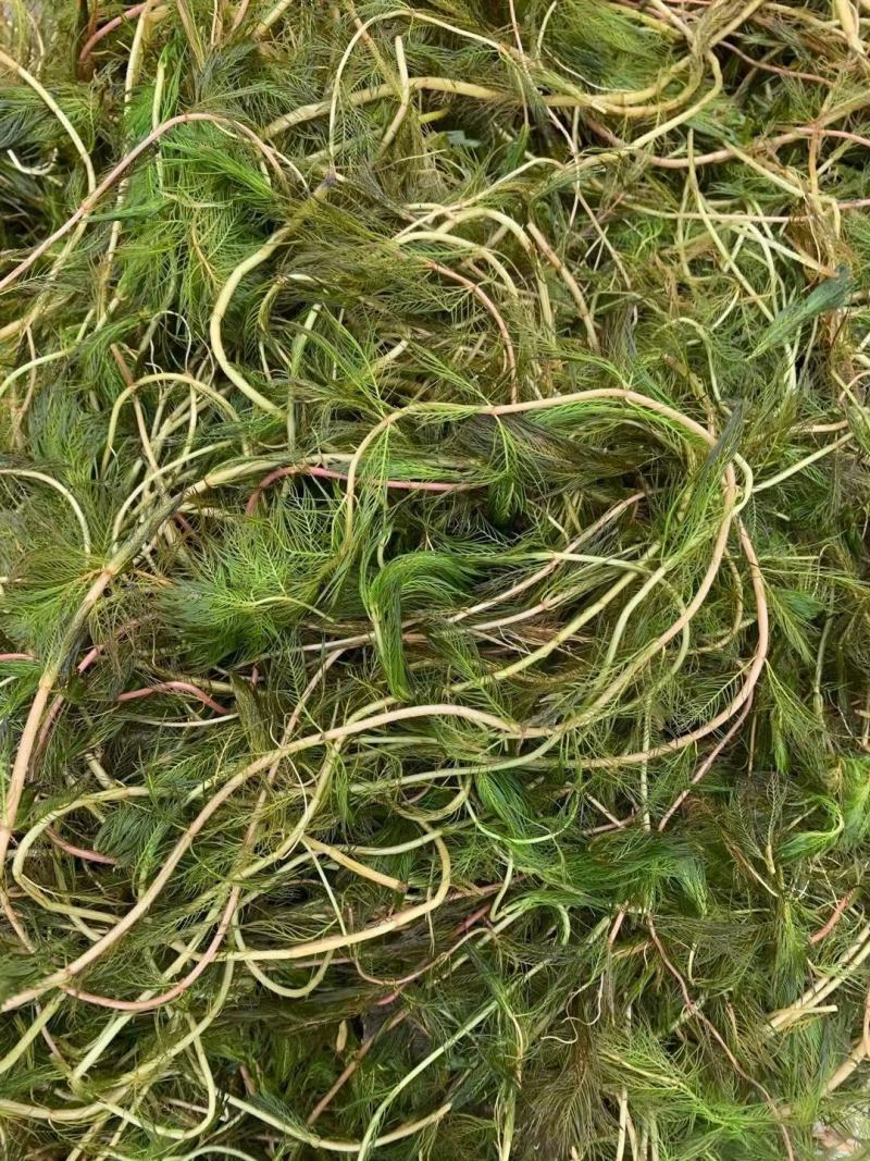 龙虾养殖必备水草草籽冬季撒播各种款式水生植物