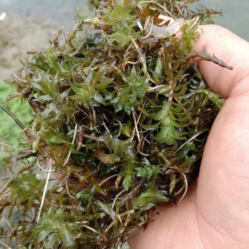 龙虾养殖必备水草草籽冬季撒播各种款式水生植物