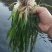 龙虾养殖必备水草草籽冬季撒播各种款式水生植物