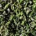 龙虾养殖必备水草草籽冬季撒播各种款式水生植物