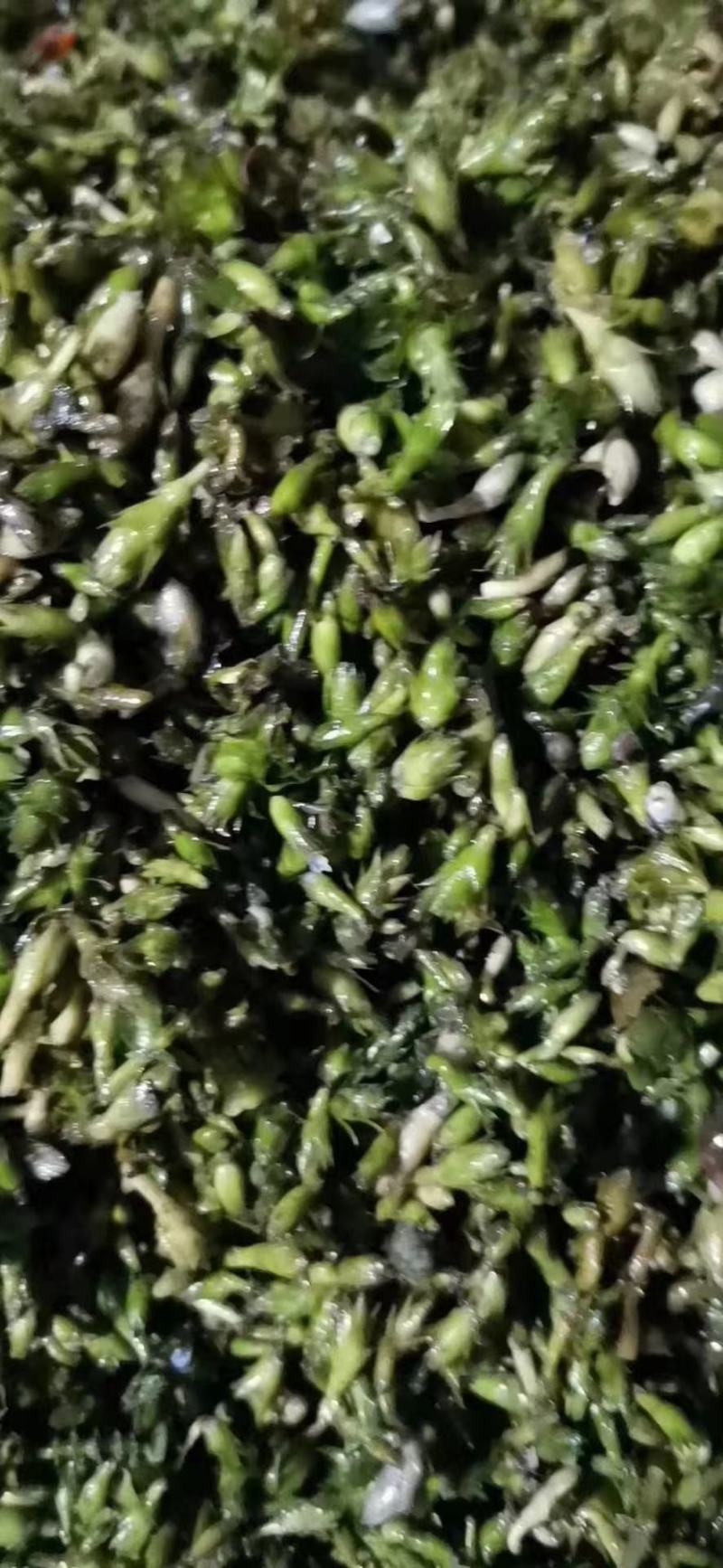 龙虾养殖必备水草草籽冬季撒播各种款式水生植物