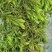 龙虾养殖必备水草草籽冬季撒播各种款式水生植物