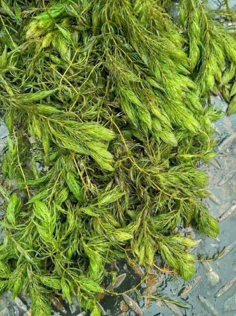 龙虾养殖必备水草草籽冬季撒播各种款式水生植物