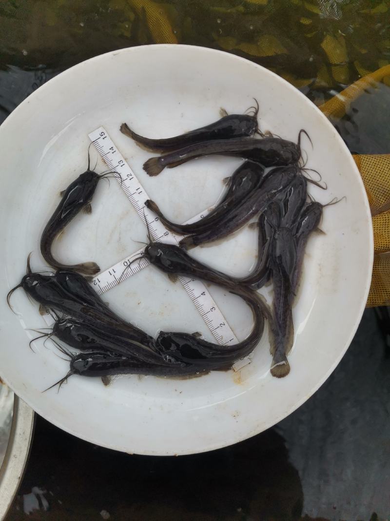 《全国发货》埃及鱼苗革子鲶鱼苗胡子鲶活体